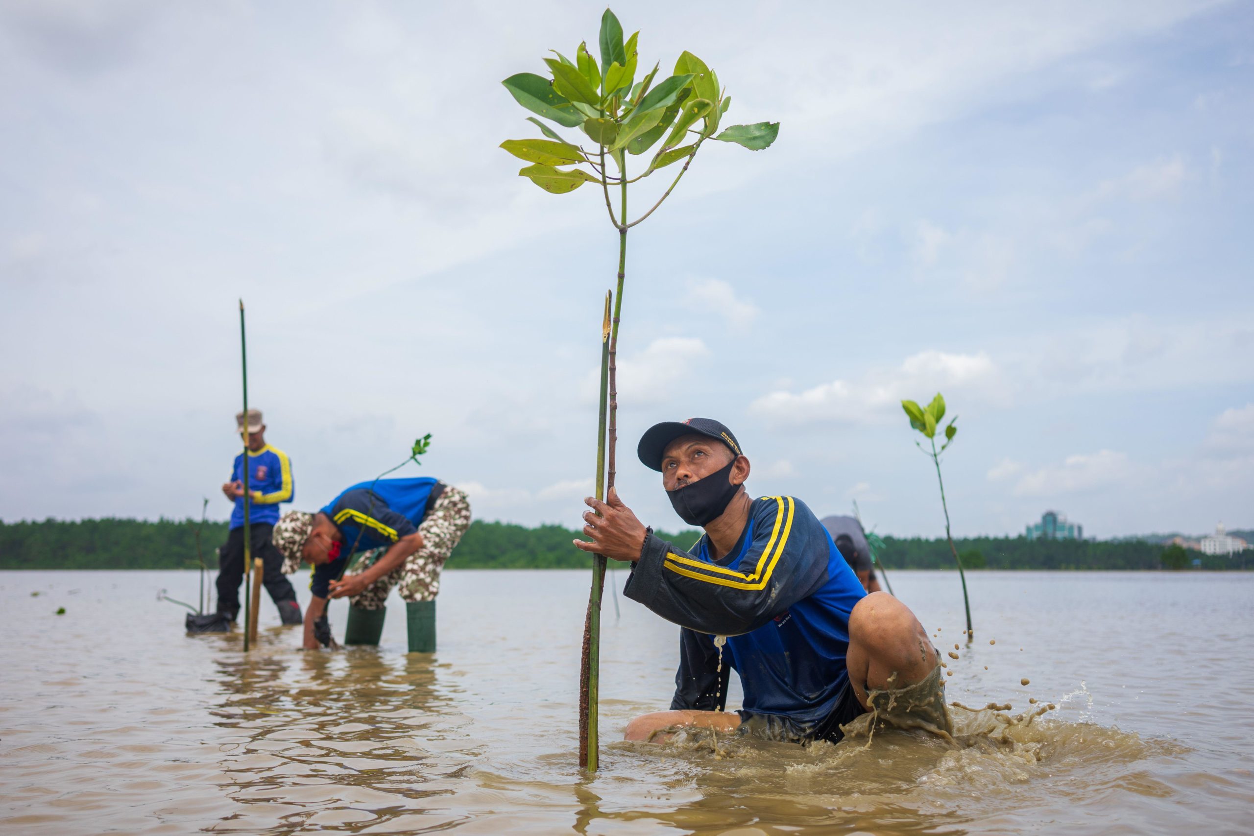 Herstel Mangrove-gebied (Verra, Indonesië)