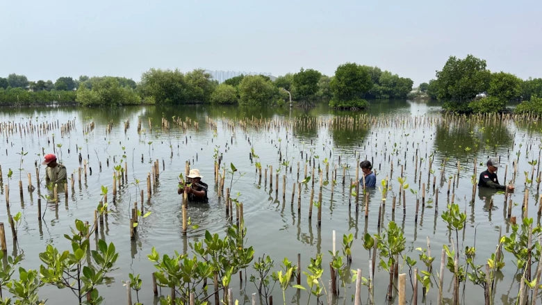 Herstel Mangrove-gebied (Verra, Indonesië)